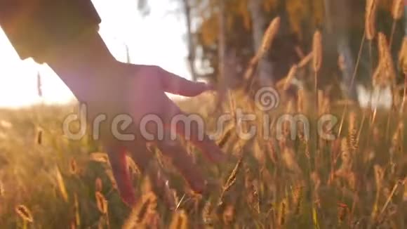 女农手触摸草小麦玉米农业上的田野映衬着美丽的晚霞Stadicam视频的预览图