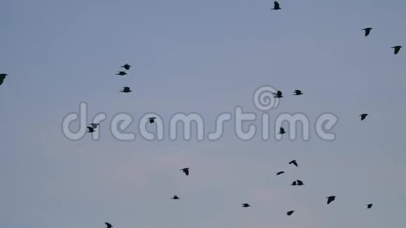 鸟儿在天空中盘旋一群乌鸦乌鸦的秋鸟视频的预览图