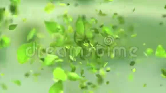 爆炸绿茶叶在4K视频的预览图