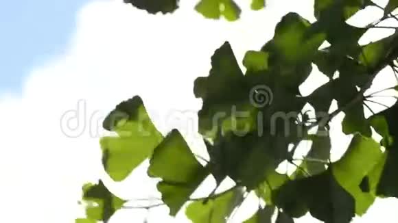 银杏亚洲药用树种视频的预览图