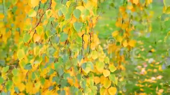 美丽的桦树秋天有黄叶俄罗斯视频的预览图