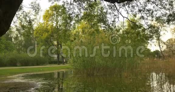 一个宁静的花园场景灌木丛树木和一个安静的水湖池塘视频的预览图