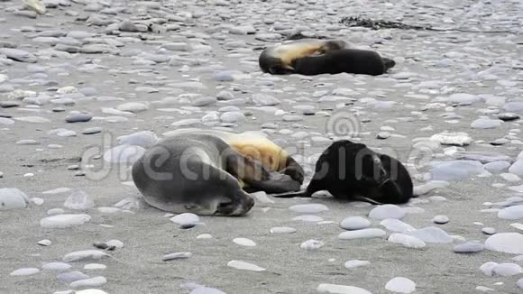 南极毛皮海豹幼犬接近视频的预览图