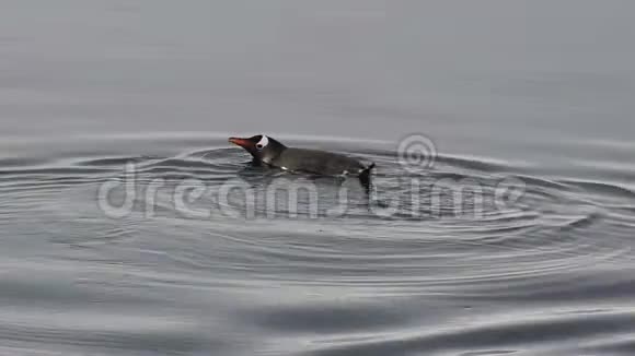 企鹅在水里视频的预览图