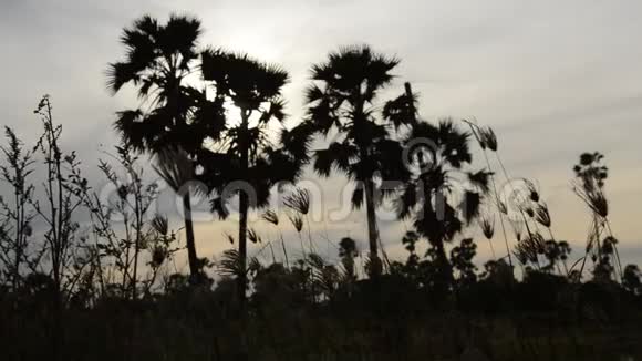 稻田夕阳西下的一棵树视频的预览图