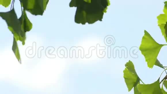 银杏亚洲药用树种视频的预览图