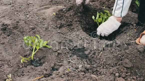年轻的植物西红柿女人把地挖出来浇水视频的预览图