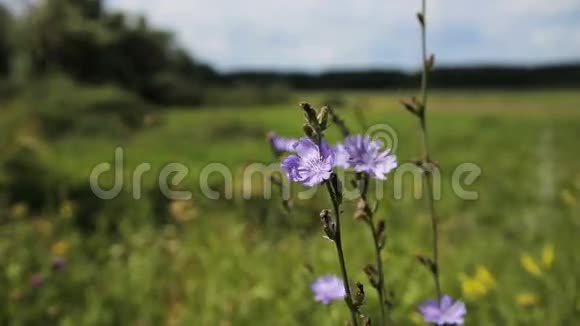 美丽的紫色野花视频的预览图