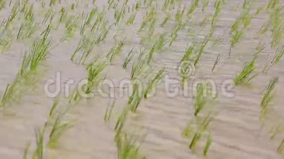 小米芽在农田里摇摆视频的预览图