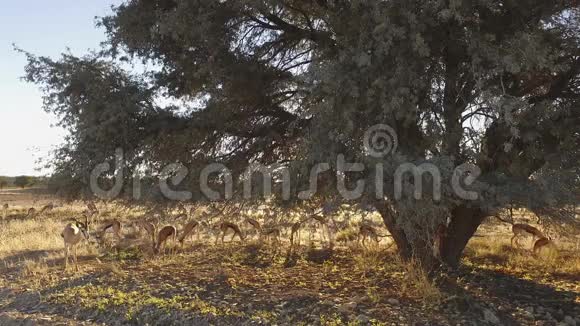 春天的羚羊在傍晚的灯光下视频的预览图
