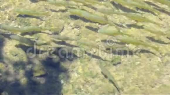 河里的鱼视频的预览图