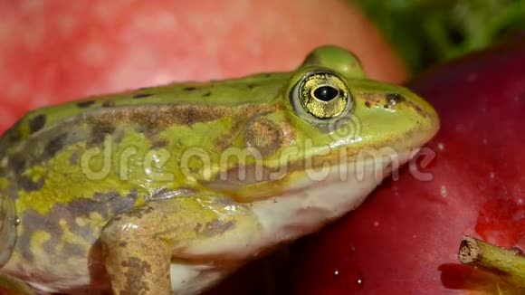 美丽的绿色青蛙眼睛红苹果视频的预览图