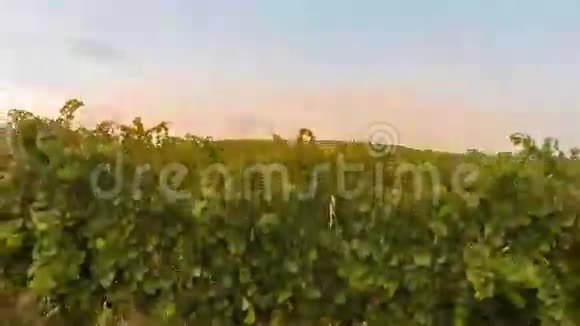 飞过山坡飞过一排排葡萄园视频的预览图
