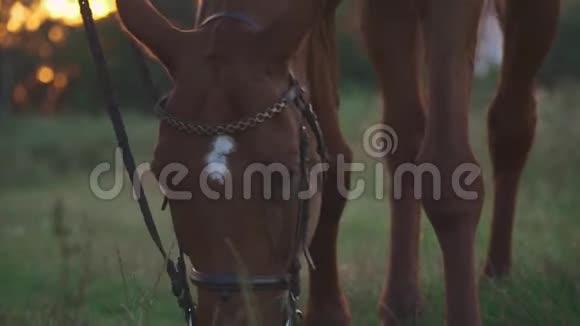 马在田野上放牧视频的预览图
