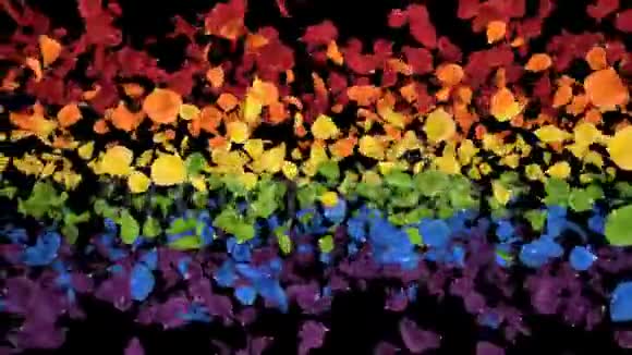 飞翔的浪漫色彩斑斓的彩虹玫瑰花瓣阿尔法环视频的预览图