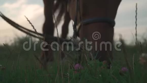 马在田野上放牧视频的预览图
