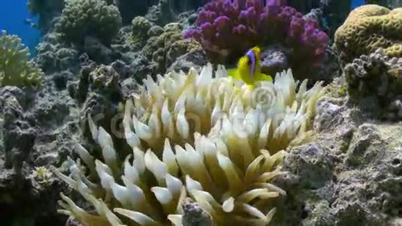 橙色的小丑鱼在珊瑚礁上的海葵中游泳视频的预览图