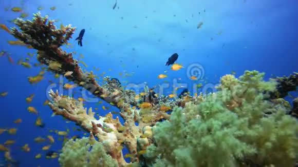 水下场景珊瑚礁视频的预览图