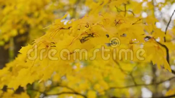 秋天的枫叶枯萎了视频的预览图