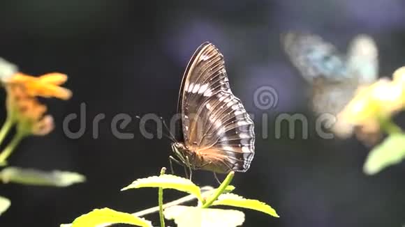 蝴蝶蝴蝶昆虫花视频的预览图