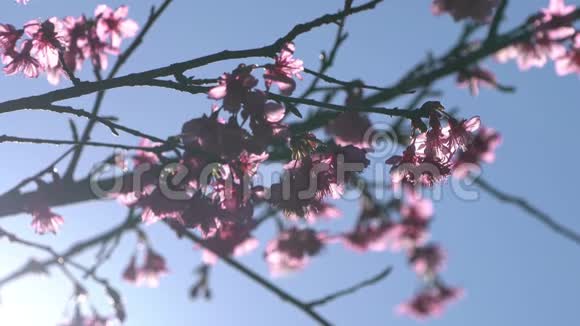 蓝天上有阳光的粉红色樱花树视频的预览图