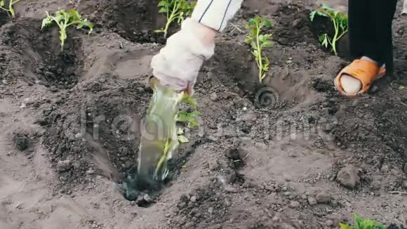 年轻的植物西红柿女人把地挖出来浇水视频的预览图