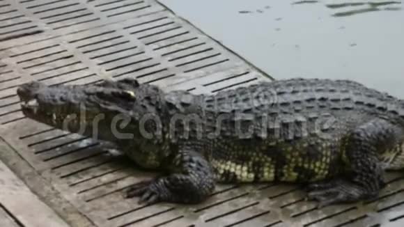 鳄鱼在游泳池里睡觉休息和游泳视频的预览图