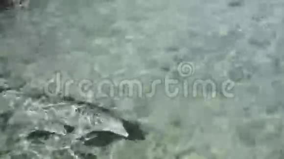 两只海豚在受控环境中游泳视频的预览图