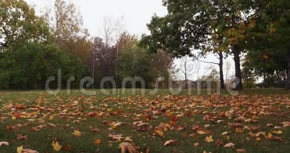季节秋天落叶在公园里视频的预览图