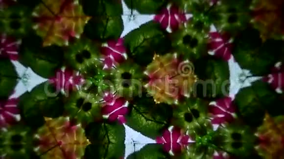 通过玻璃折射图案植物和花视频的预览图