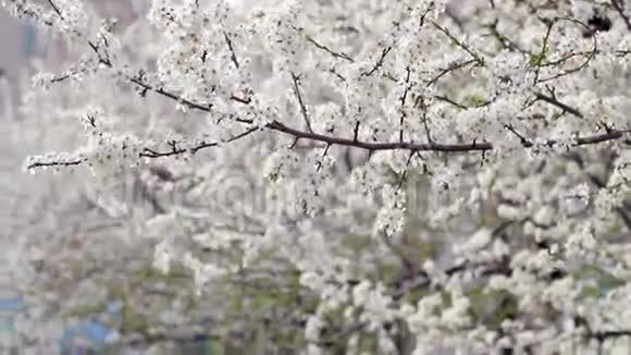 春天的背景春天的开花树春天的樱花视频的预览图