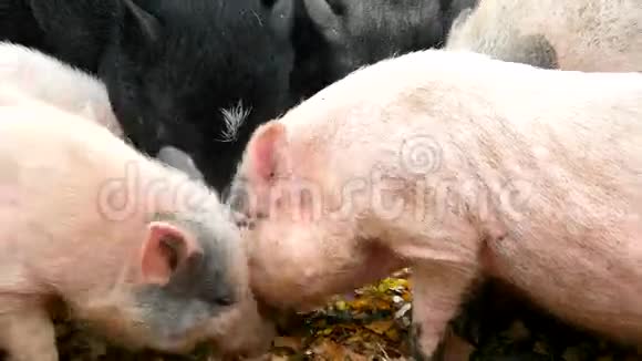 年轻的粉红色小猪和老的棕色小正在吃新鲜的南瓜视频的预览图