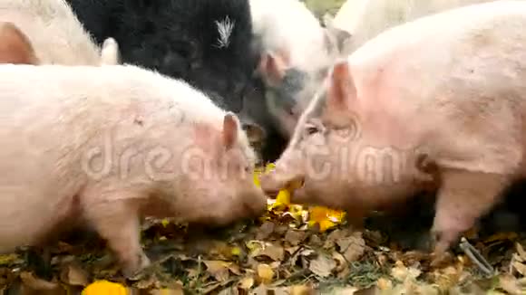年轻的粉红色小猪和老的棕色小正在吃新鲜的南瓜视频的预览图
