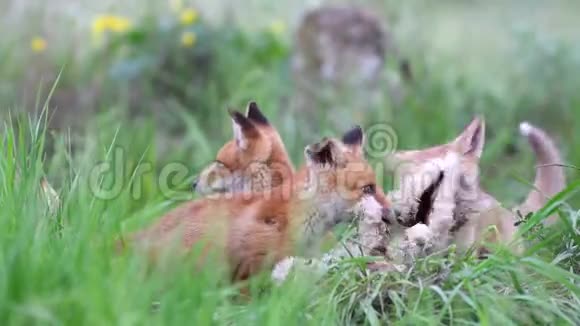 红狐狸幼崽在高大的草地上玩羊衣服外阴视频的预览图