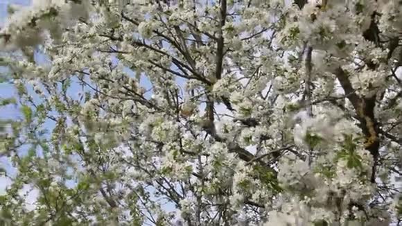 盛开的樱桃果树枝条视频的预览图
