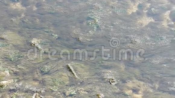 清澈透明的浅水湾波纹海藻藻类火花湖砾石视频的预览图