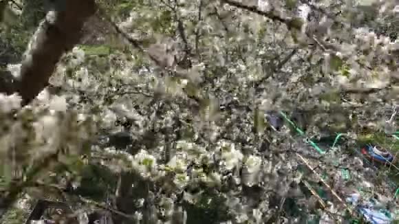 盛开的樱桃果树枝条视频的预览图