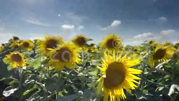 夏天的向日葵视频的预览图
