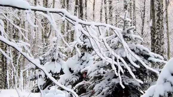 森林里强烈的降雪雪覆盖的树枝在风中摇摆视频的预览图