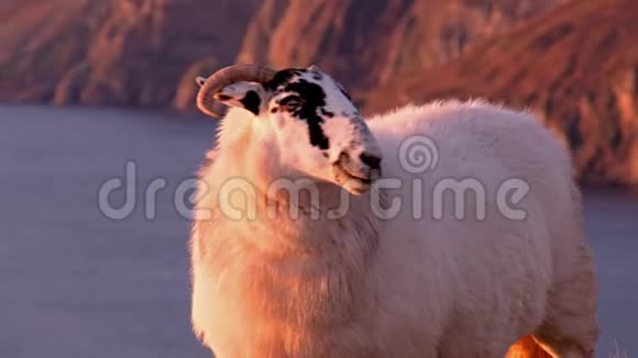 在爱尔兰多尼格尔郡的斯莱夫联盟悬崖上享受日落的羊视频的预览图