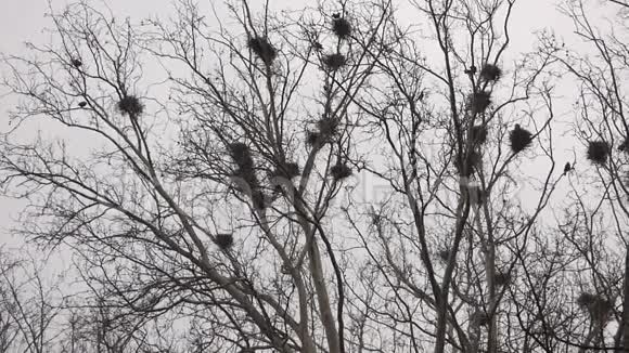 在树上筑巢的乌鸦视频的预览图