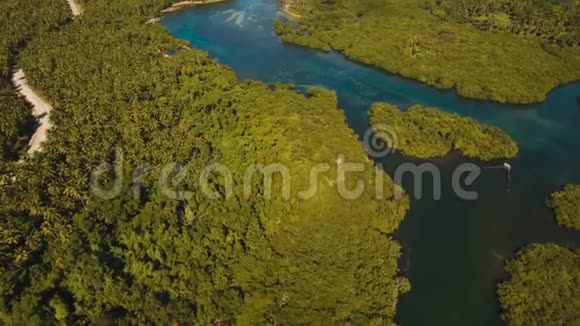 亚洲的红树林视频的预览图