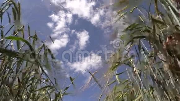 成熟的大麦条科植物在风中移动视频的预览图