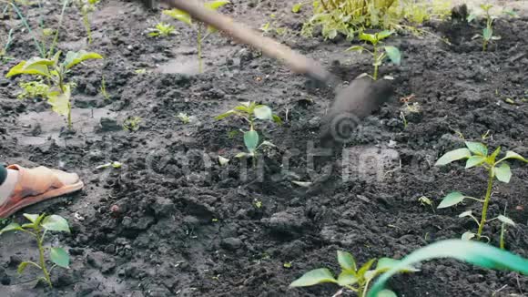 年轻的植物西红柿女人把地挖出来浇水视频的预览图