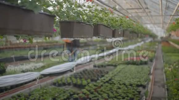 农民在植物上喷洒杀虫剂视频的预览图
