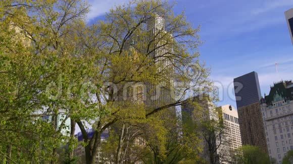 夏季时间天光纽约市中心公园树4k美国视频的预览图