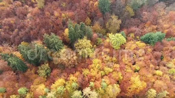 穿过秋天森林的道路鸟瞰图视频的预览图