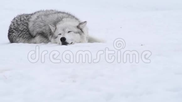 冬天的雪狼视频的预览图