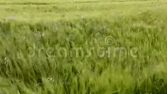 农业风大麦作物视频的预览图