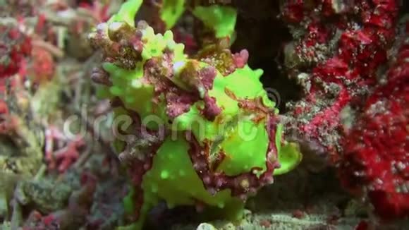 绿鱼垂钓者在珊瑚礁中捕食视频的预览图